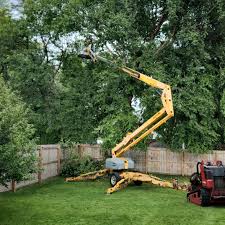 Best Tree Maintenance Programs  in Lake Vla, IL